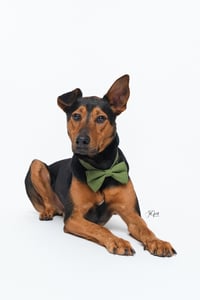Ziggy - Photo 2