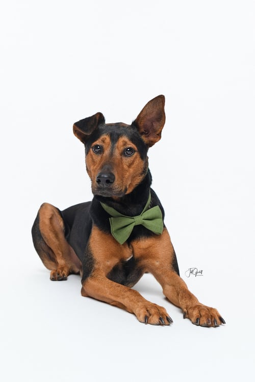 ZIGGY - Doberman Pinscher / Shepherd available for adoption