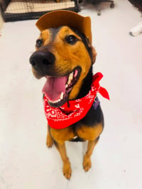 Ziggy - Photo 11