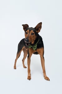 Ziggy - Photo 4