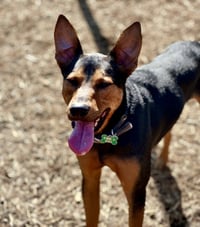 Ziggy - Photo 8