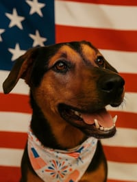 Ziggy - Photo 12