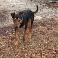 Ziggy - Photo 21
