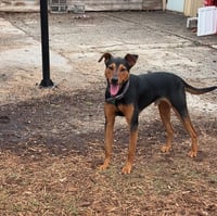 Ziggy - Photo 20