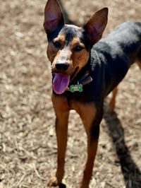 Ziggy - Photo 10
