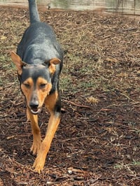 Ziggy - Photo 17