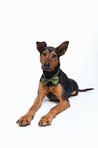 Ziggy - Photo 3
