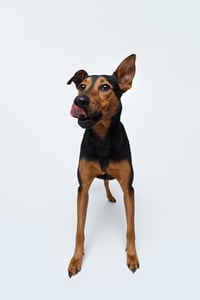 Ziggy - Photo 1