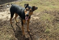 Ziggy - Photo 16
