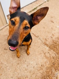 Ziggy - Photo 7