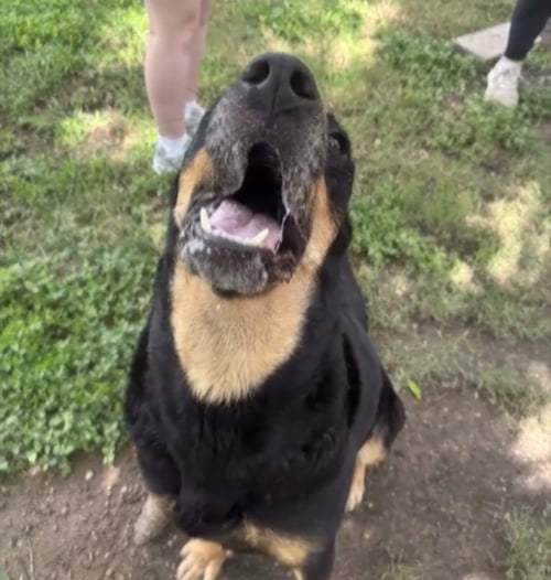 SELMA - Shepherd / Hound available for adoption