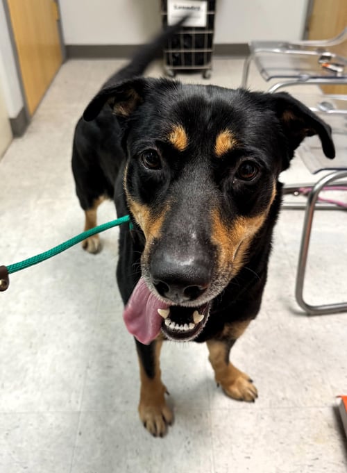 SELMA - Shepherd / Hound available for adoption