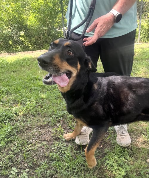 SELMA - Shepherd / Hound available for adoption