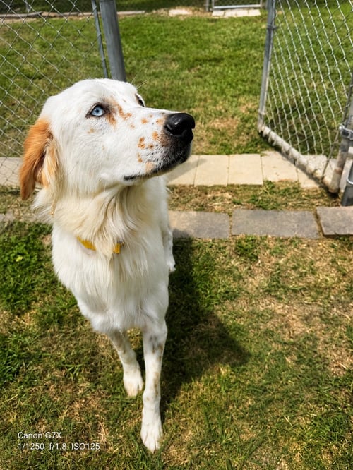 LISA - English Setter / Great Pyrenees available for adoption