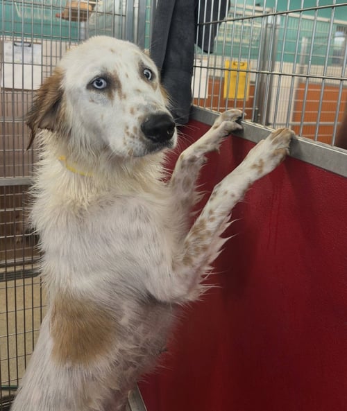 LISA - English Setter / Great Pyrenees available for adoption