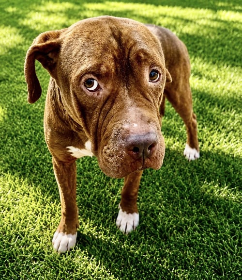 LUCIUS FKA SHUPPO - Boxer / Mastiff available for adoption