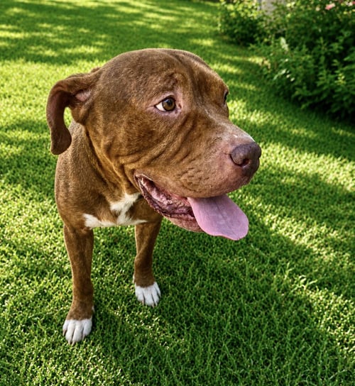 LUCIUS FKA SHUPPO - Boxer / Mastiff available for adoption