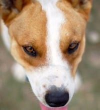 Chevy - Photo 7