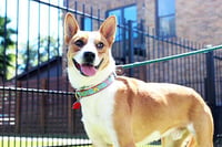 Chevy - Photo 13