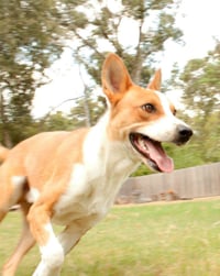 Chevy - Photo 8
