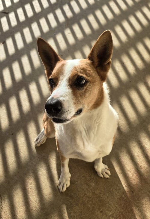 CHEVY - Basenji / Australian Kelpie available for adoption