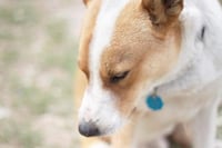 Chevy - Photo 14