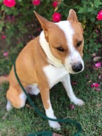 Chevy - Photo 11
