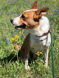 Chevy - Photo 5