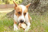 Chevy - Photo 16