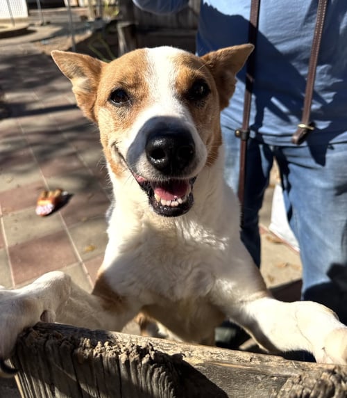 CHEVY - Basenji / Australian Kelpie for adoption in Houston