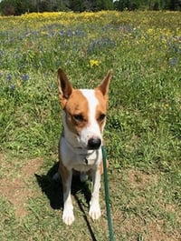Chevy - Photo 9