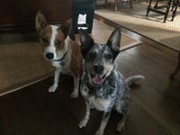 Chevy - Photo 12