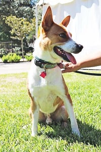 Chevy - Photo 4