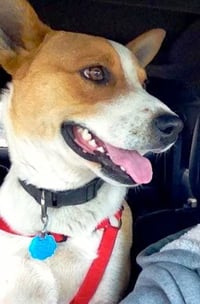 Chevy - Photo 6