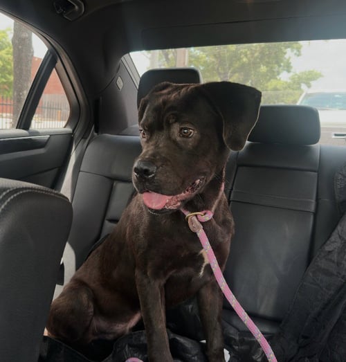 JONAS - Labrador Retriever / Boxer available for adoption
