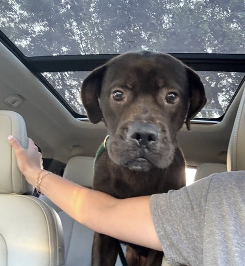 JONAS - Labrador Retriever / Boxer available for adoption