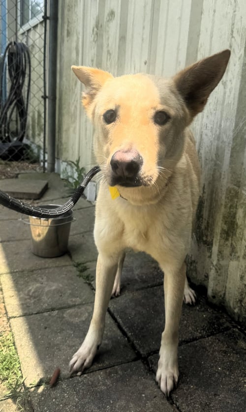 BELLA - Shepherd / Carolina Dog available for adoption