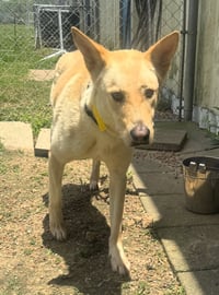 Bella - Photo 2