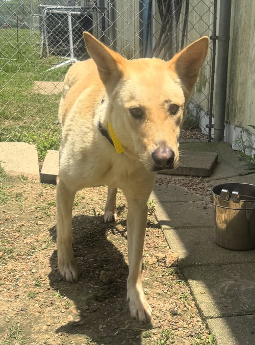BELLA - Shepherd / Carolina Dog available for adoption