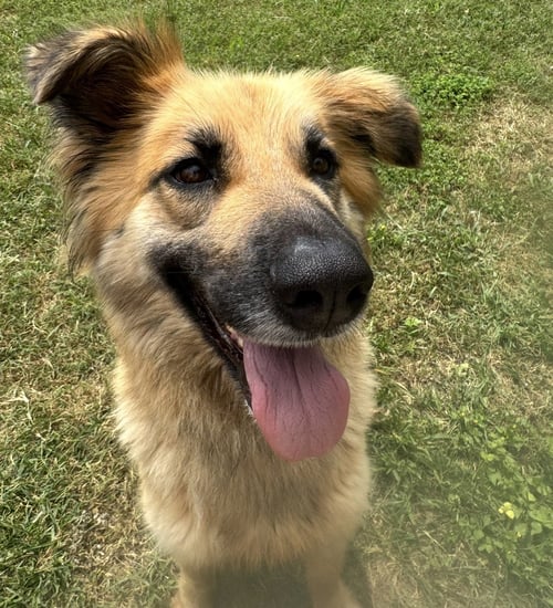 DAPHNE - Collie / Shepherd available for adoption