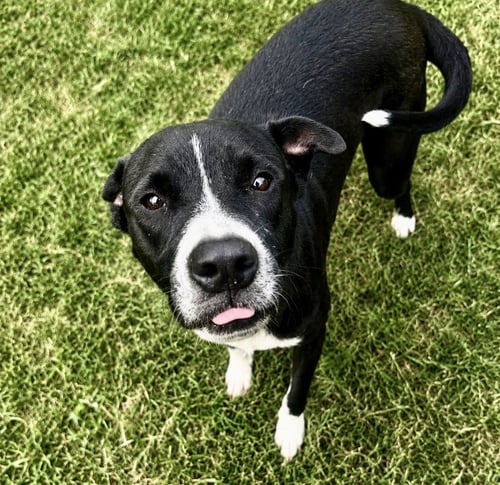 TITO - Border Collie / Labrador Retriever available for adoption