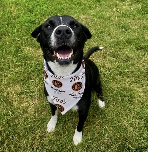 TITO - Border Collie / Labrador Retriever available for adoption
