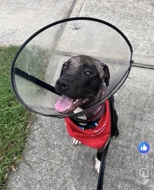 PHINEAS - Pit Bull Terrier / Labrador Retriever available for adoption