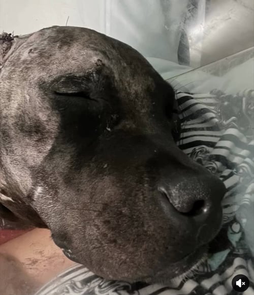 PHINEAS - Pit Bull Terrier / Labrador Retriever available for adoption