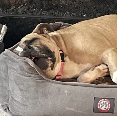 JUNEBUG