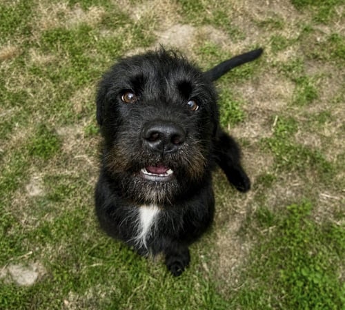 FLETCH - Schnauzer available for adoption