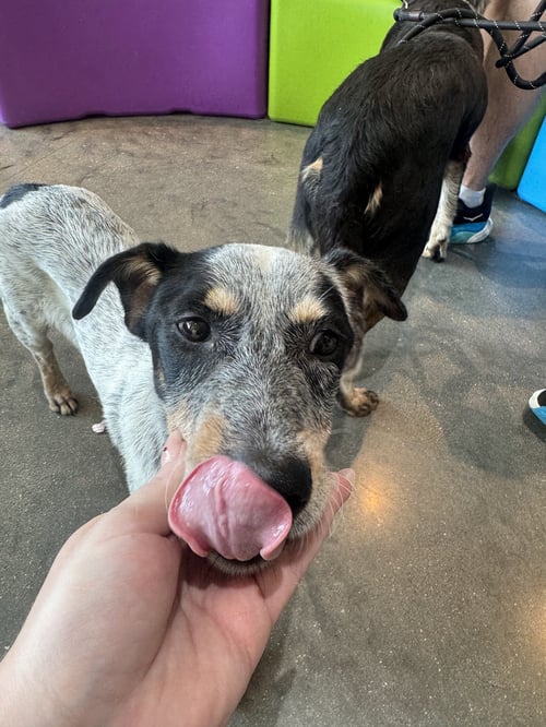 TAZ - Rat Terrier available for adoption