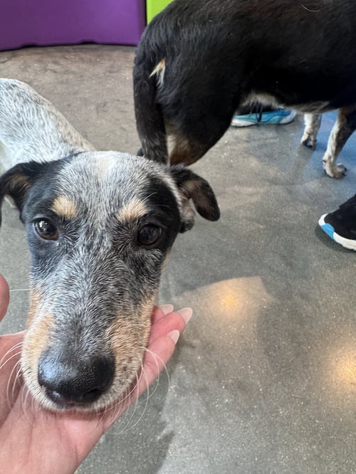 TAZ - Rat Terrier available for adoption