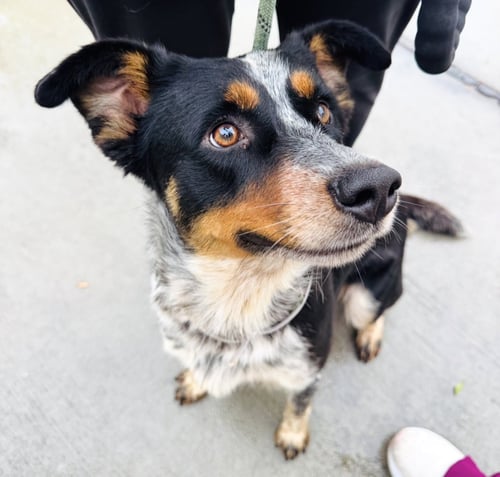 MAC - Australian Cattle Dog/Blue Heeler available for adoption