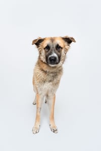 Biscuit (Chip) - Photo 4